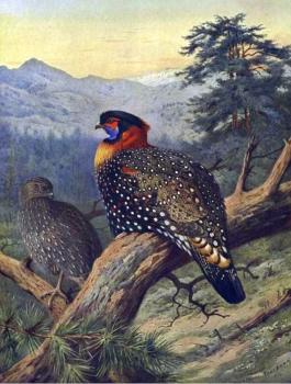 阿奇博爾德 索伯恩 Western Tragopan